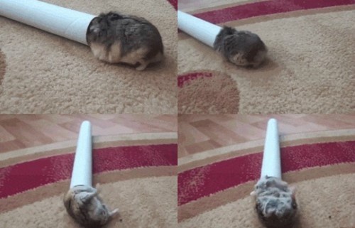 집 착각한 햄스터 "버둥대는 모습 귀여워"