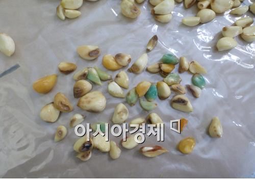 HACCP 인증 업체들이  불량식품을 제조, 남품해오다 인천지검 등 합동단속에 적발됐다. 사진은 한 김치제조업체가 식재료로 쓰기 위해 공장에 보관하고 있던 마늘.
