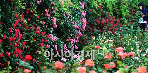 [포토]만개한 장미들