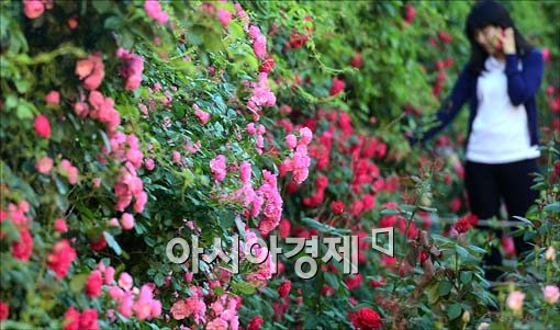 [포토]활짝 핀 장미들