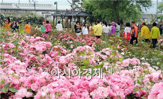 [포토]곡성장미 축제 만개 ~절정