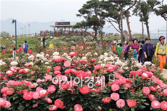 [포토]곡성 장미축제 ~이번주  '절정'  어서오세요