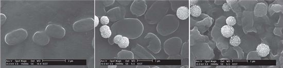 은나노복합체가 박테리아를 물어뜯는 전자현미경 이미지. 박테리아만 있을 때(왼쪽)와 박테리아와 은나노복합체를 섞고 각각 15분(중앙)과 30분이 경과한 때의 이미지다.
