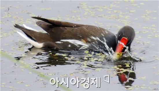 [포토]쇠물닭의 먹이사냥  