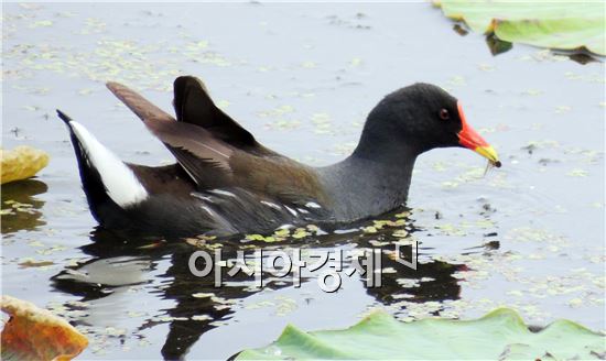 [포토]쇠물닭의 먹이사냥  