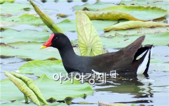 [포토]쇠물닭의 먹이사냥  