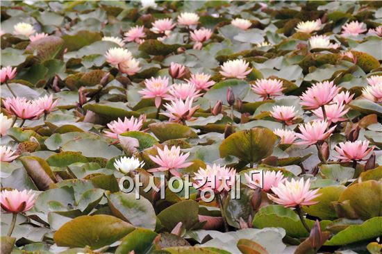 [포토]함평 월야면  달맞이공원 수련꽃 절정