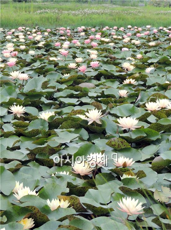 [포토]함평 월야면  달맞이공원 수련꽃 절정