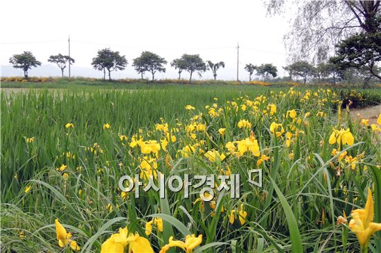 [포토]함평 달맞이 공원에 노란색  붓꽃 절정