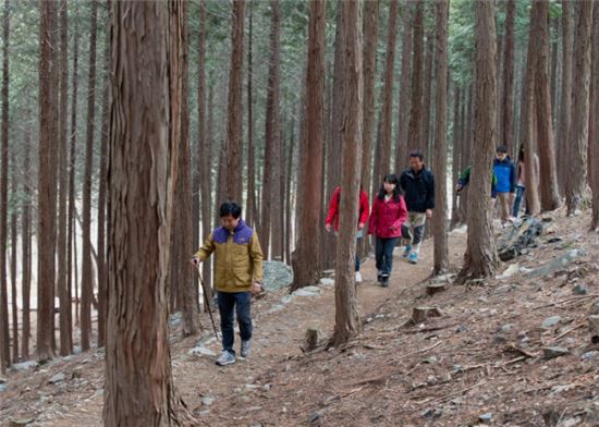 충남 보령에 있는 성주산자연휴양림 편백나무숲 사이를 방문객들이 걷고 있다.