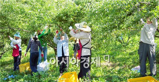 광양매실 직거래장터 다압면 매화마을에서 개최