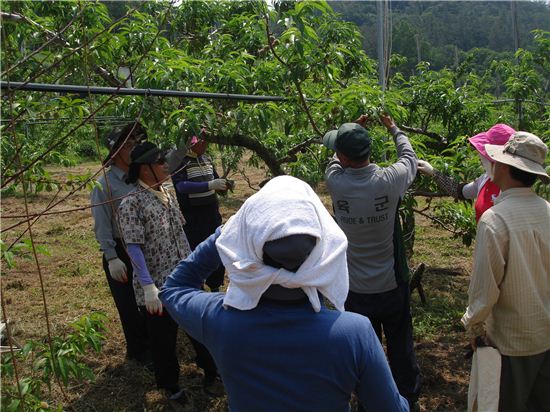 화순군 농업기술센터 직원들이 농민들의 과수원을 찾아 복숭아 열매 솎는 방법 등을 함께 배우고 있다.