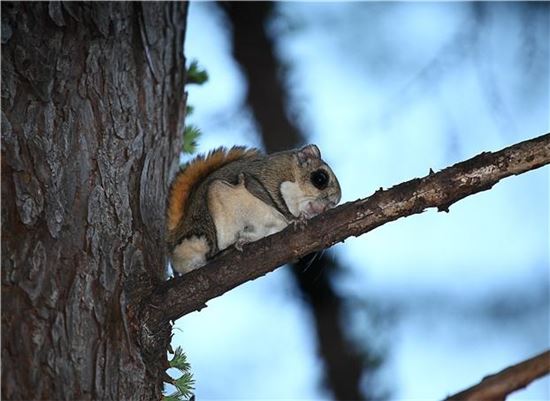 대전시 동구 식장산과 중구 보문산에서 발견된 멸종위기 야생동물 2급 하늘다람쥐 모습.