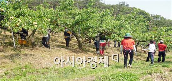남원시 '복숭아 농장 현장 속으로'
