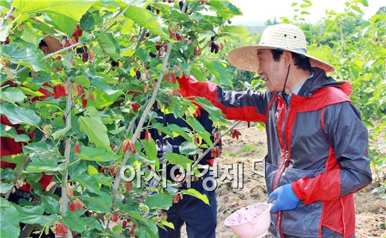 김생기 정읍 시장, 오디수확 ‘구슬땀’