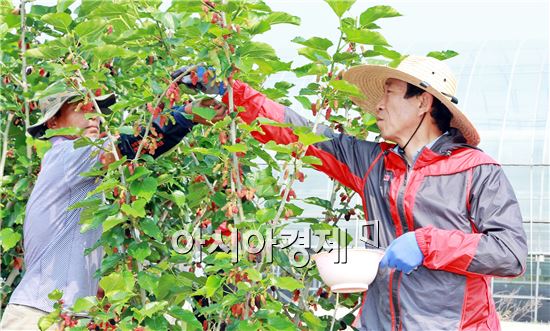 김생기 정읍 시장, 오디수확 ‘구슬땀’