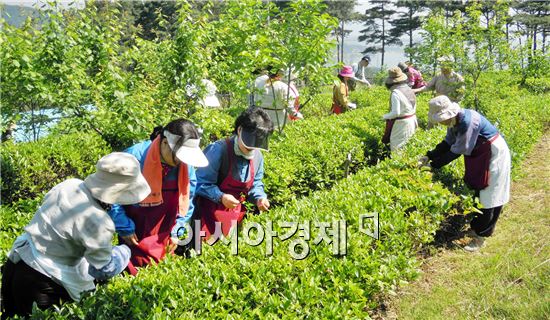 (사)한국여성농업인정읍시연합회,  정읍 자생녹차 따기 체험
