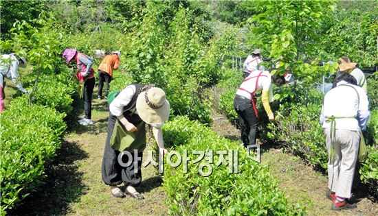 (사)한국여성농업인정읍시연합회,  정읍 자생녹차 따기 체험