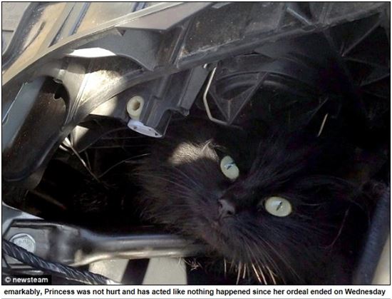 ▲ 엔진에 갇힌 고양이(출처: 영국 데일리메일)