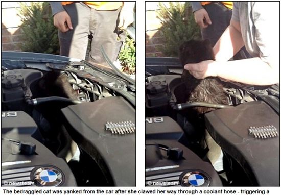 ▲ 엔진에 갇힌 고양이(출처: 영국 데일리메일)