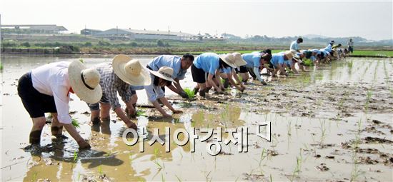 정읍시, 도시민, 학생과 투묘 및 손 모내기 체험행사