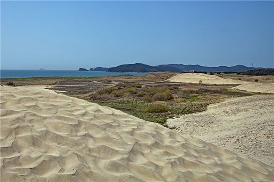 복원사업이후 더 웅장하고 신비로워진 신두리 사구 전경.