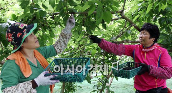 함평 뽕나무마을 오디수확 한창