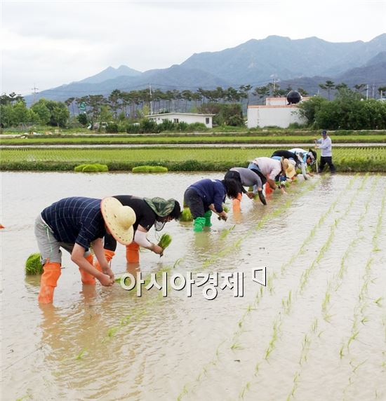 곡성군, 발아현미 원료곡 품종별 시험포 손모내기 실시