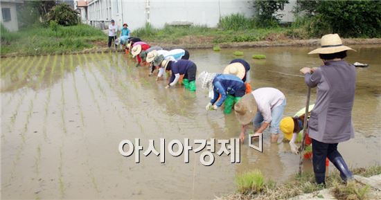 곡성군, 발아현미 원료곡 품종별 시험포 손모내기 실시