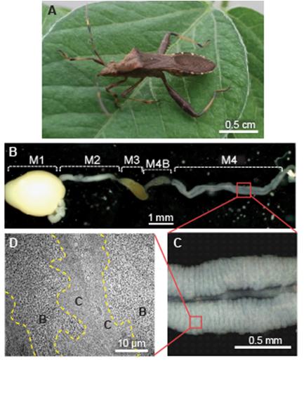 톱다리 개미허리 노린재(A), 장 구조(B), 공생균이 살고 있는 M4 장(C), M4 장 안에 있는 벅홀데리아의 사진(D)

