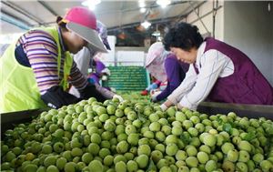 보해, 해남매실농원 청매실 400t 첫 출하