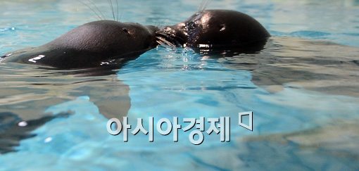 [포토]물범 커플의 수중 키스 