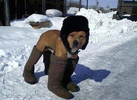 진정한 어그 패션 "강아지도 이정도면 패셔니스타"