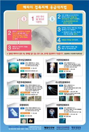 부안군, 해파리 피해 최소화 만전