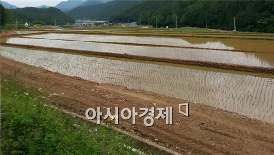 강진군, 대구획 경지정리사업 완료