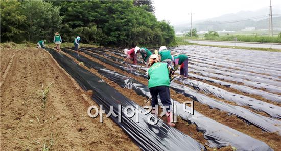 곡성군 겸면, 새마을남녀협의회 사랑나눔 콩파종