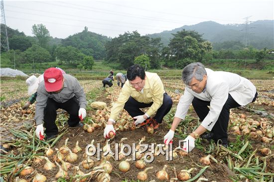 남원시, 전국최고 명품양파 생산 주력