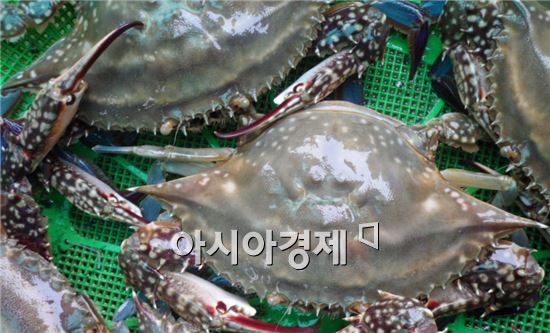 부안군, 꽃게 보호 집중단속 실시