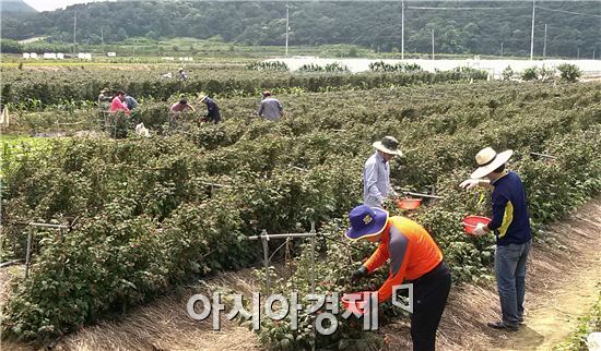 정읍시 공무원, 농촌일손돕기 손길 이어져