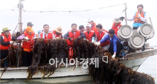 다시마 양식 성공