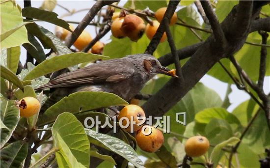 [포토]직박구리 점심식사