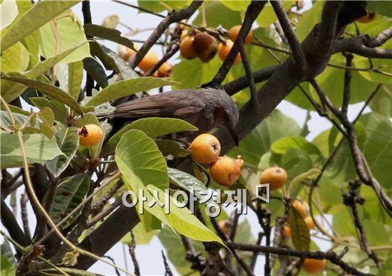 [포토]달콤한 비파로 식사하는 직박구리
