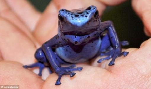 성인10명 단번에 죽이는 '맹독 파란 개구리' 인공번식