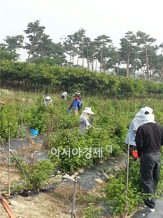 고창군 고수면, 복분자 수확 일손 돕기