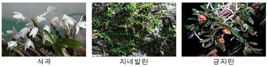 멸종위기 석곡, 인공증식으로 보길도 돌아오다 