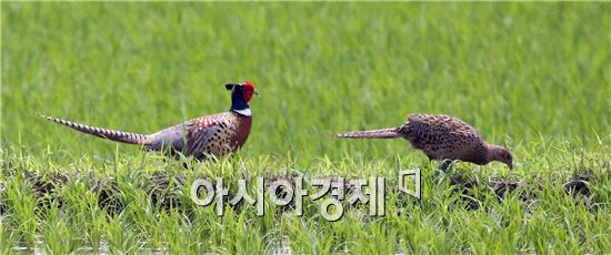 [포토]먹이사냥 나선  '꿩' 가족 