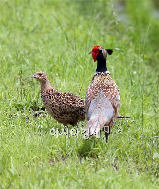 [포토]꿩 가족의 여유로운 나들이 