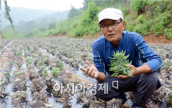 김동현 정남진 장흥 와송 농원 대표가 와송을 수확하면서 재배방법에 대해 이야기를 하고있다. 노해섭 기자 nogary@