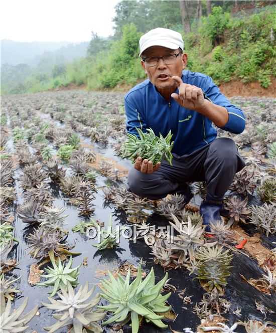 김동현 정남진 장흥 와송 농원 대표가 와송을 수확하면서 재배방법에 대해 이야기를 하고있다. 노해섭 기자 nogary@