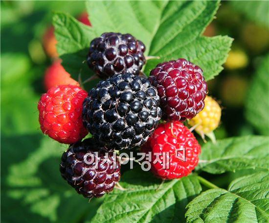 유네스코 생물권보전지역, 청정 고창 복분자 선연